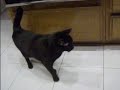 Talking Cat -Do you know what he\ Talking Cat -Do you know what he\