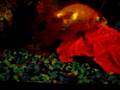 videos de Fishtank without lght