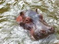 los animales mas lindos del mundo