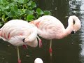 los animales mas lindos del mundo
