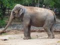 los animales mas lindos del mundo