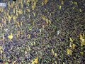 Borussia Dortmund - FCB You\