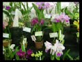 Exposição orquideas