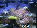 videos de Harlequin Filefish in Nanocube Reef Eating Flake Food