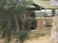 merriwa golden fleece