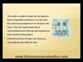 what causes kidney stones