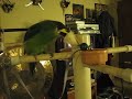 Emerald Toucanet (little toucan) Emerald Toucanet (little toucan)