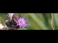 Small Tortoiseshell takes off