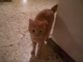 my cat Reese