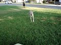 Doberman chases Whippet Doberman chases Whippet