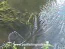 Trout Fishing with Penfishingrods.com