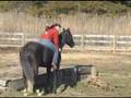 Natural Horsemanship Training Videos - DVD Series