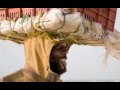 Africa - Mauretania slideshow