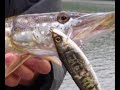 Session pike / brochet � Langres juin 2008