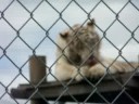 white tiger