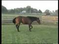 Rocky- 2 yr old Rock Point (TB) gelding