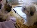 videos de Shih Tzu Ralphy