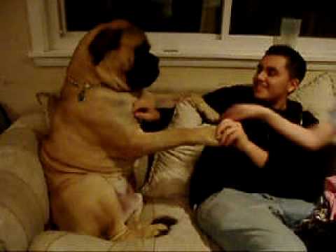 bullmastiff