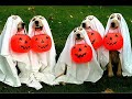 Funny Dog Costumes