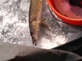 a bass and a pike caught on tape in michigan ice fishing.

www.southendwalleyeslayer.com