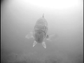 pike ice fishing trip in Michigan underwater camera action