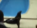 Zoo- Espetacula da Foca