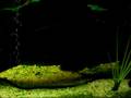 murray cod v red devil