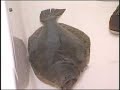 Fluke Fishing LIve Snappers Long Island The Fishing Line