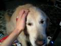 videos de VIOLENT DOG DISAGREES WITH ME