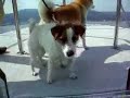 shiba inu & jrt V107 ??????? ??????
