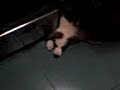 Lola Duerme Lola Duerme