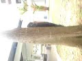 daylight pochong