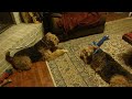 Lexie, the Airedale puppy demanding her brother Bailey give her his rawhide