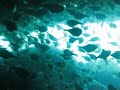 Cave dive Vietnam