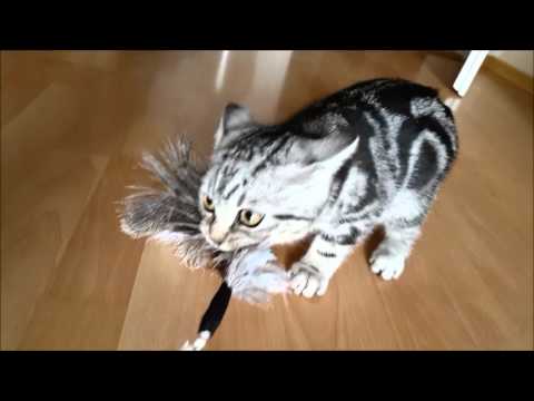 Purrmania Federspielzeug Miez&Me