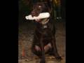 my dogs