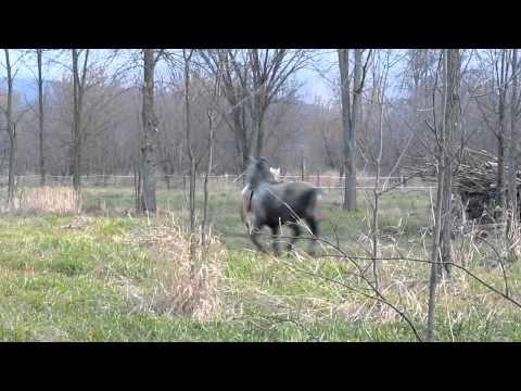 horses grand national