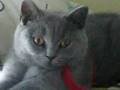 Katze am leptop :D