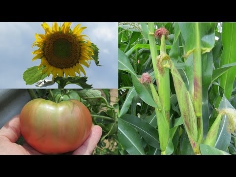 how to make a veggie patch