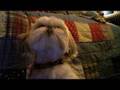 Dog-Nods-Yes-and-No
