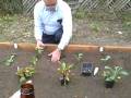 videos de The Brownces Plant A Garden