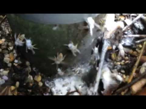 how to remove european wasps