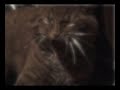 MONKEY CATS DANCE MONKEY CATS DANCE