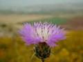 Ayalon, where the sun stopped - Aijalon, onde o Sol parou