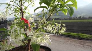 Jungpflanze des Schneeflockenstrauchs - Chionanthus virginicus