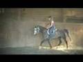 Half Arabian Gelding: Debonairs Flash