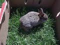 rabbit 