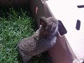 rabbit 