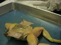 nikki dissects frog