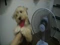 One Cute dog Bad Day